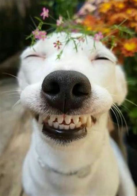 Canine smiles - In addition to helping you chew through even the toughest foods, they also help you speak clearly. Adult teeth are called permanent or secondary teeth: 8 incisors. 4 canines, also called cuspids ...